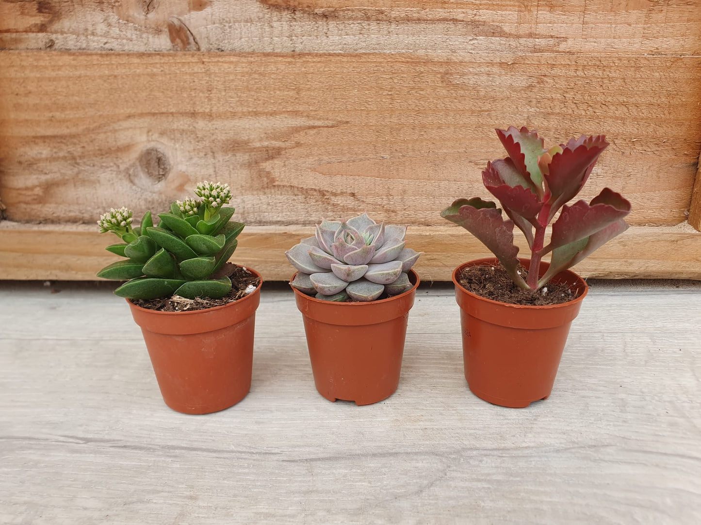 5.5cm Suez Cappuccino Pot with Succulent