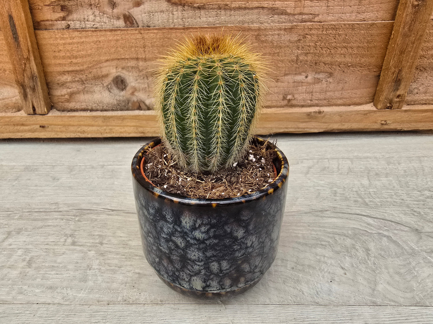 8.5cm Suez Pot with Plant