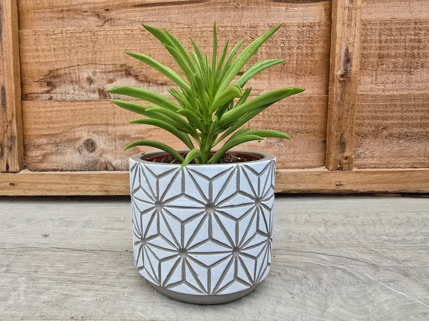 8.5cm Star Pot with Plant
