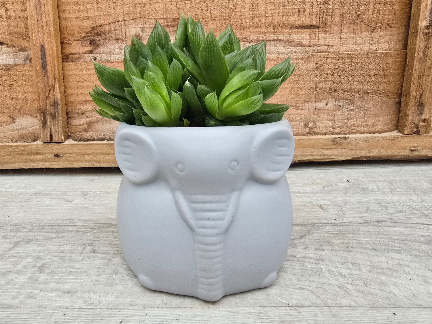8.5cm Elephant Pots with Plant