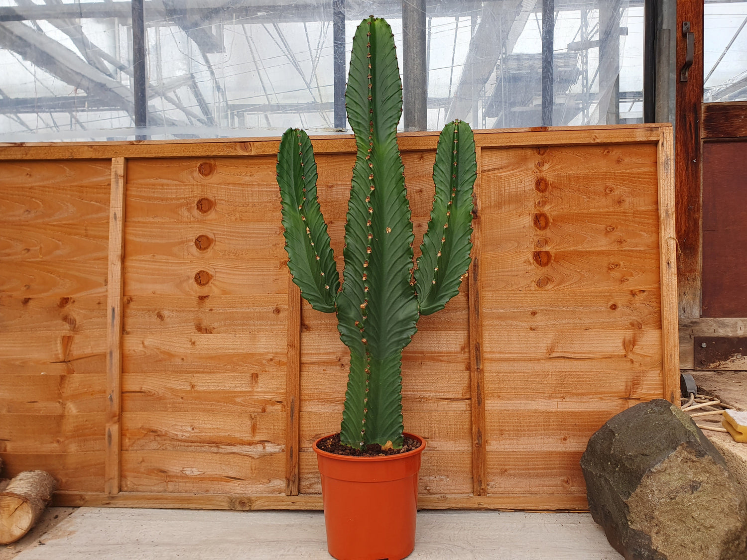 Special Plants
