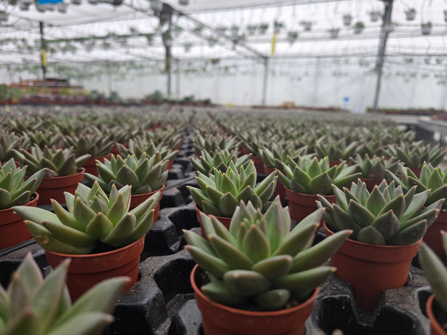 Succulents