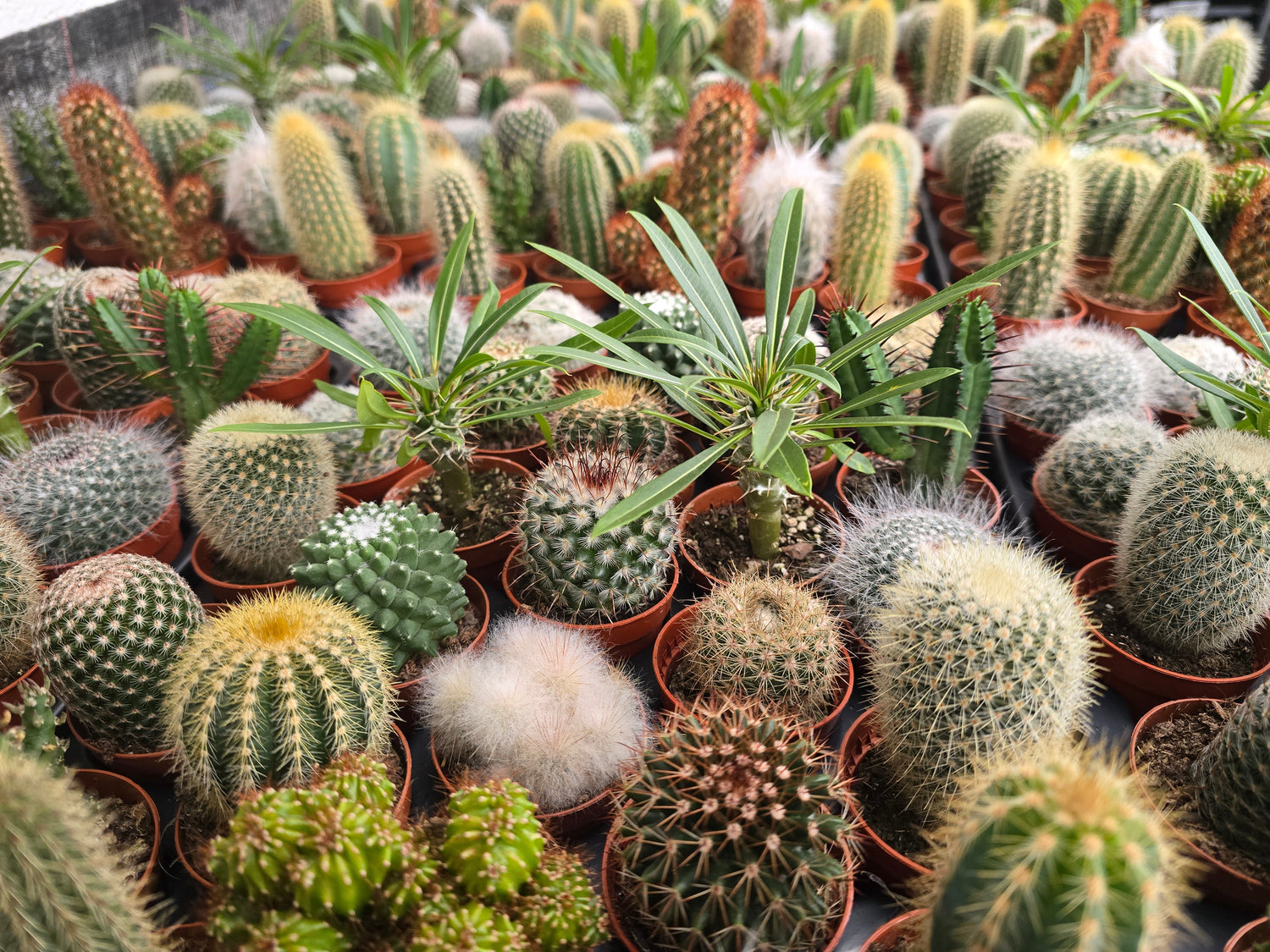 Cacti