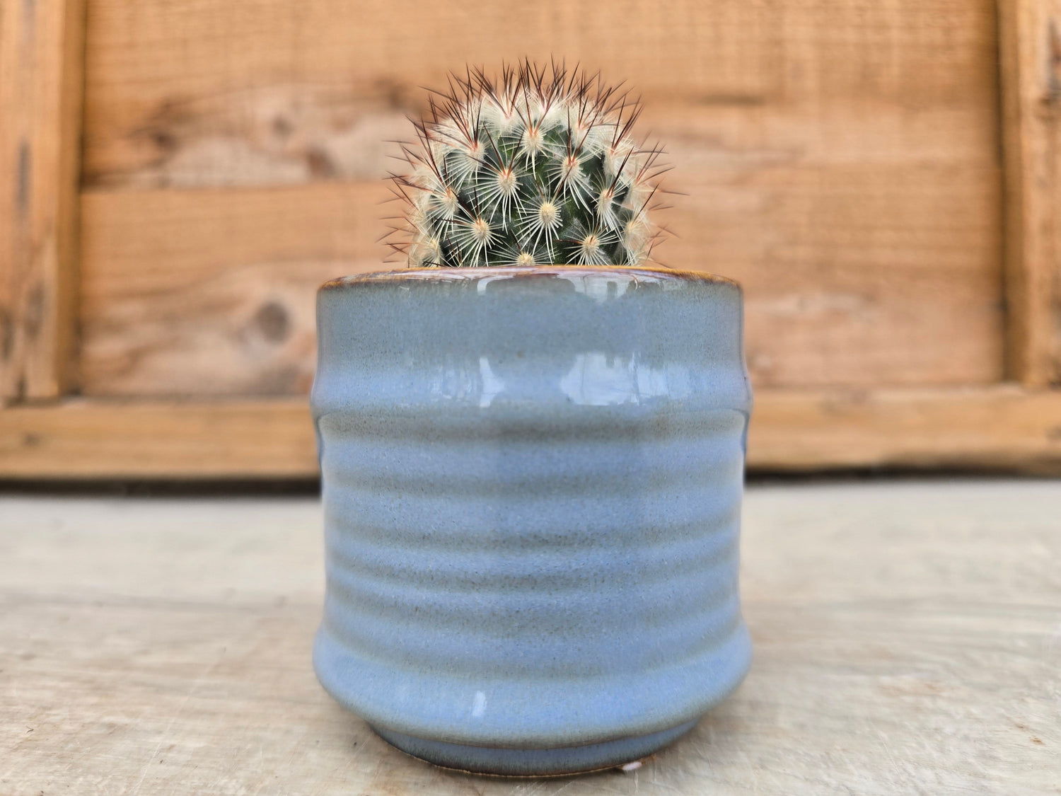 5.5cm Pastel Pot with Plant