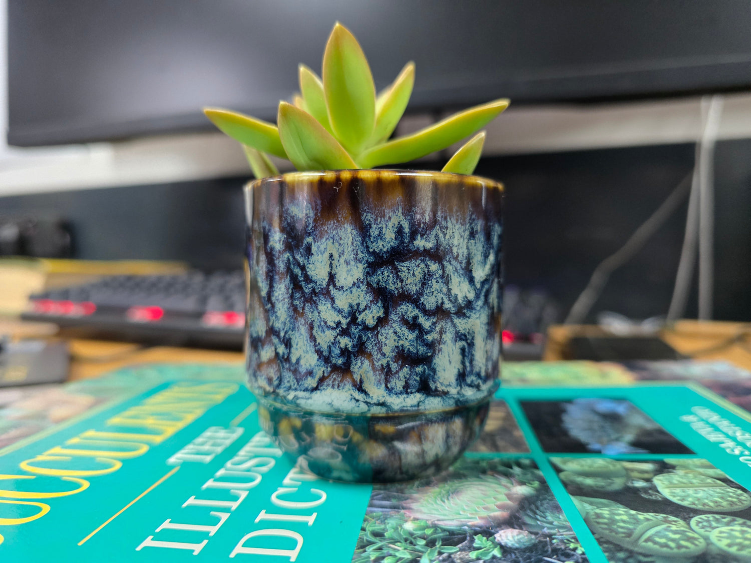 5.5cm Suez Pot with Plant