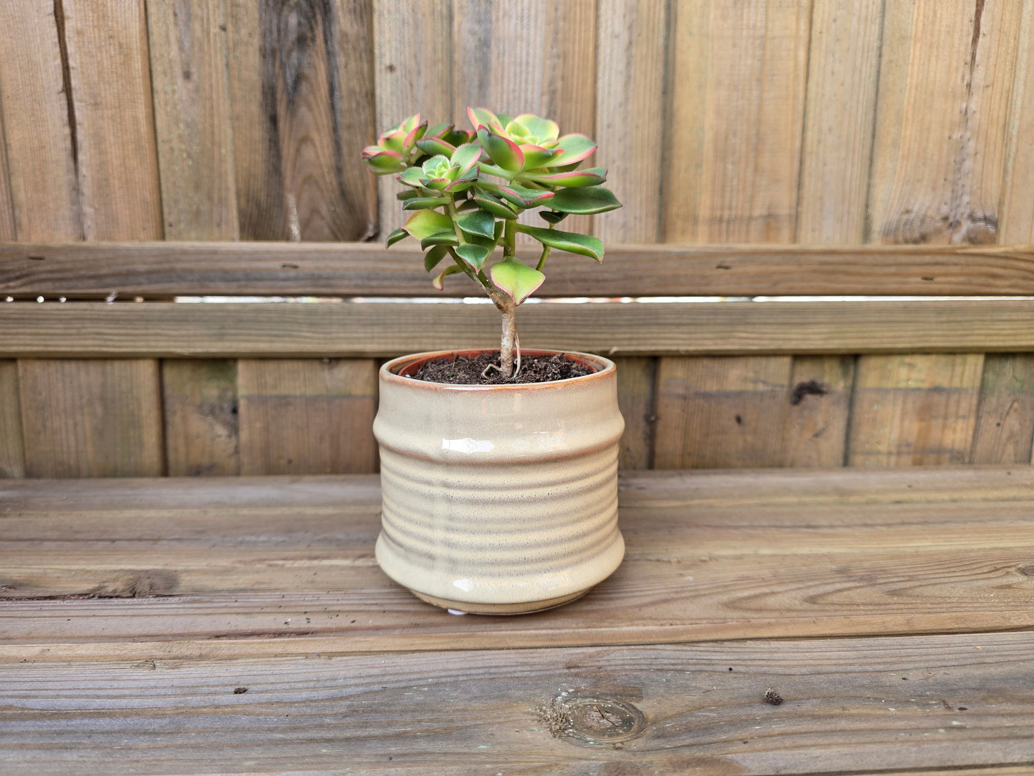 8.5cm Pastel Pots with Plant