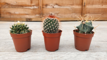 5.5cm Suez Cappuccino Pot with Cactus