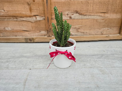 8.5cm Christmas Ribbon Pot