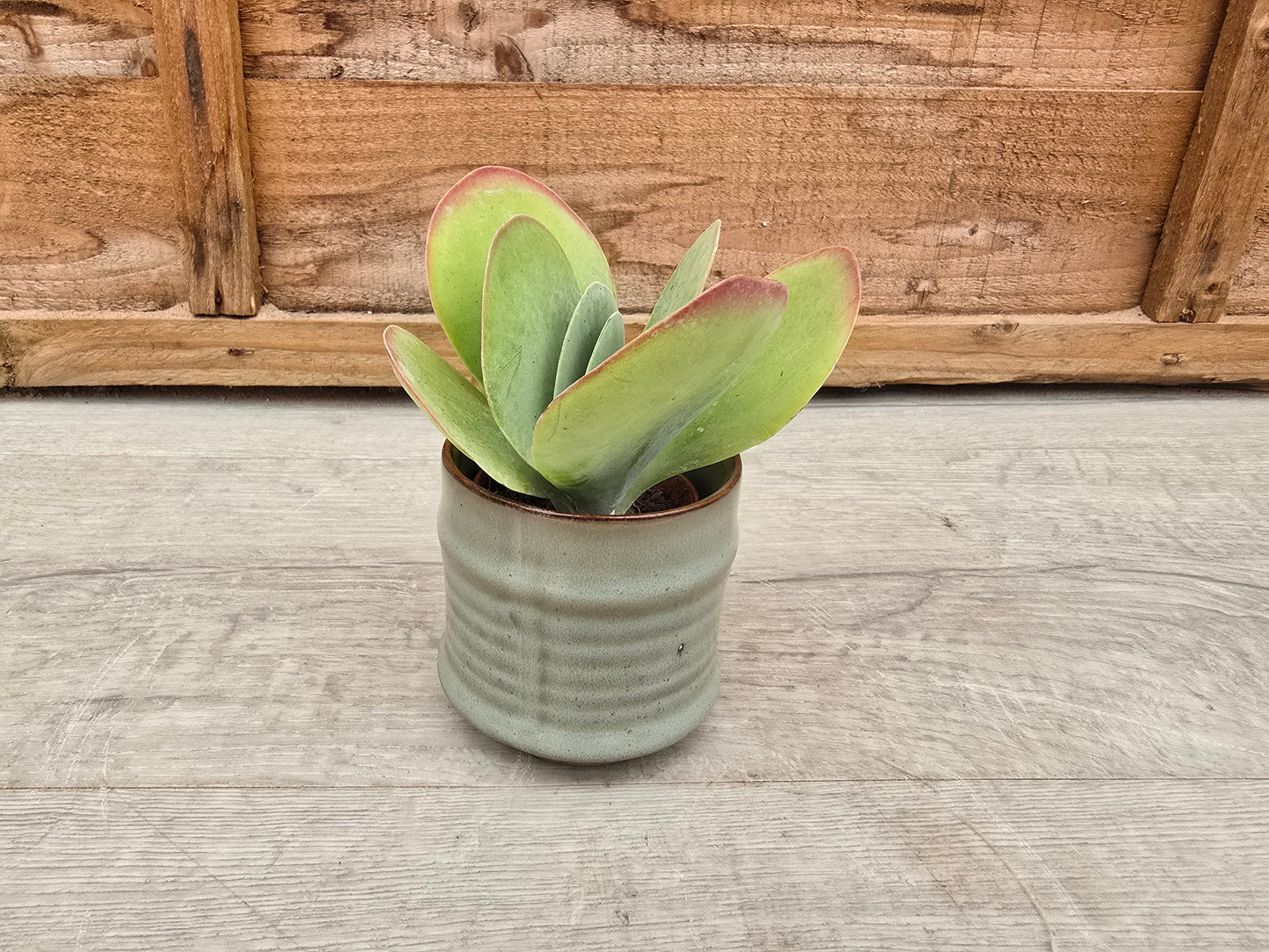 5.5cm Pastel Griege Decorative Pot