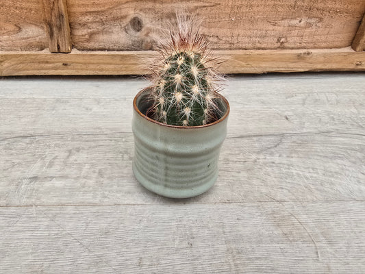 5.5cm Pastel Griege Decorative Pot