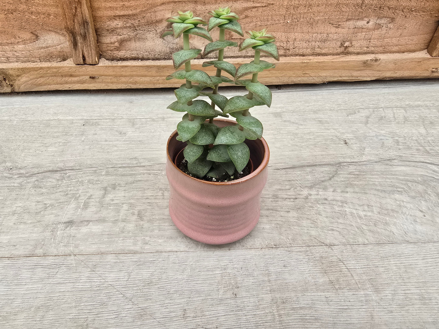5.5cm Pastel Pink Decorative Pot