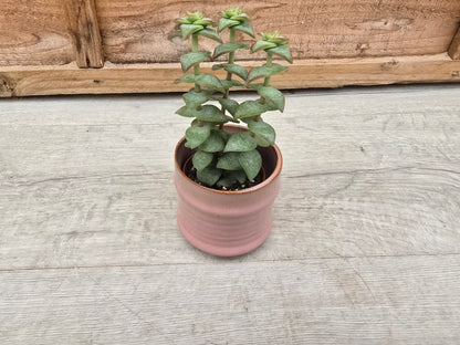 5.5cm Pastel Pink Decorative Pot