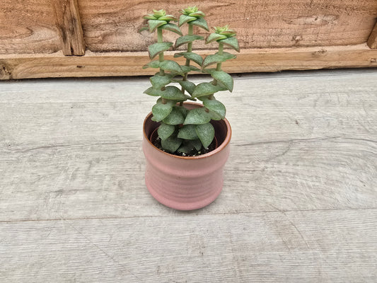 5.5cm Pastel Pink Decorative Pot