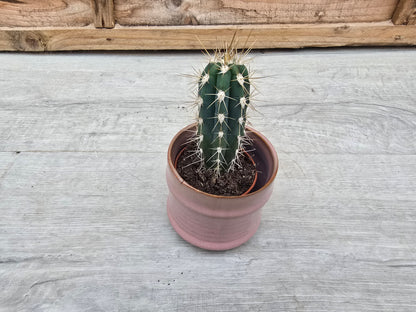 5.5cm Pastel Pink Decorative Pot