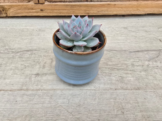 5.5cm Pastel Blue Decorative Pot