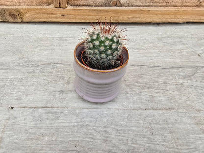 5.5cm Pastel Lavender Decorative Pot
