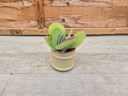 5.5cm Pastel Cream Decorative Pot
