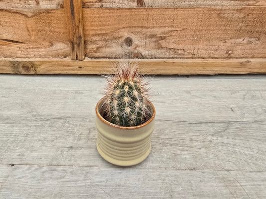 5.5cm Pastel Cream Decorative Pot