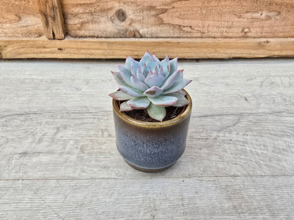 5.5cm Suez Thunder Blue Pot with Succulent