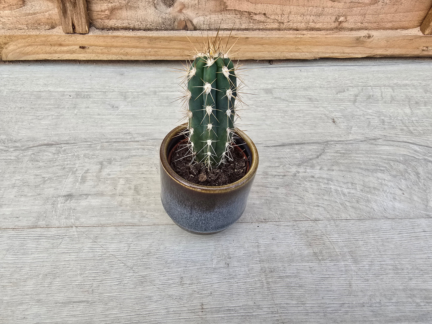 5.5cm Suez Thunder Blue Pot with Cactus