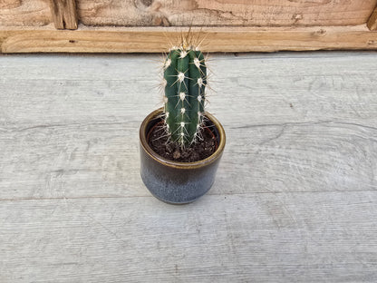 5.5cm Suez Thunder Blue Pot with Cactus