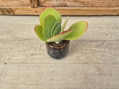 5.5cm Suez Blue Marble Pot with Succulent