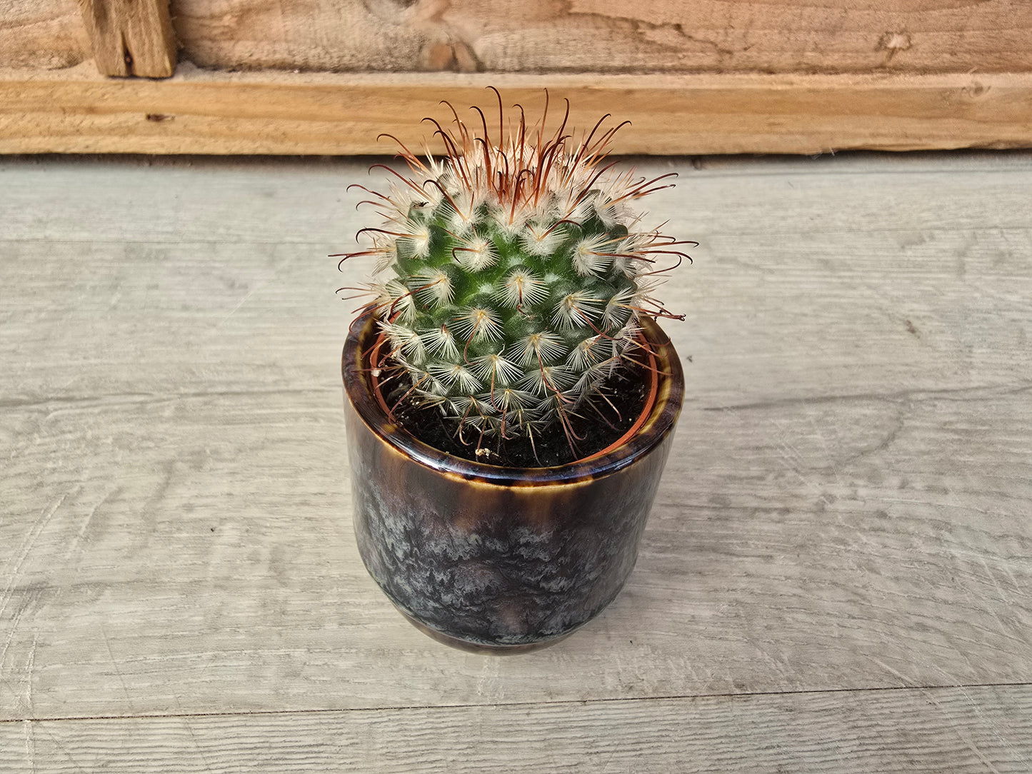 5.5cm Suez Blue Marble Pot with Cactus