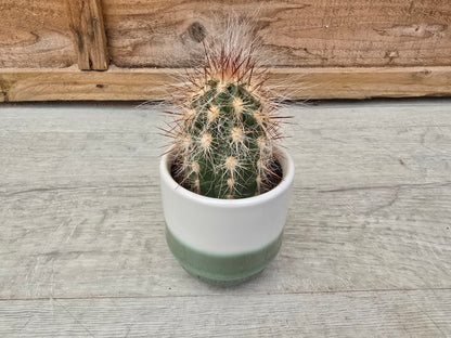 5.5cm Suez Misty Sea Pot with Cactus