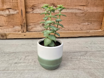 5.5cm Suez Decorative Pot Misty Sea