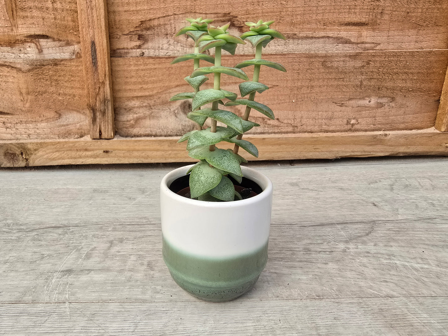 5.5cm Suez Misty Sea Pot with Succulent
