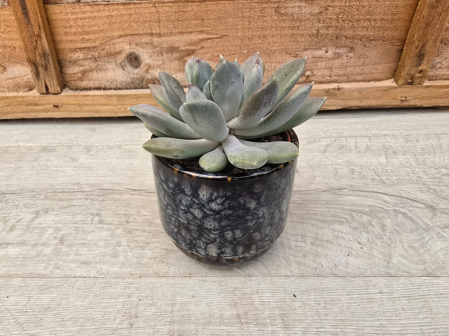 8.5cm Blue Marble Suez Decorative Pot with Drop-In Succulent