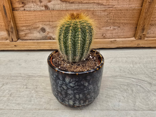 8.5cm Blue Marble Suez Decorative Pot with Drop-In Cactus
