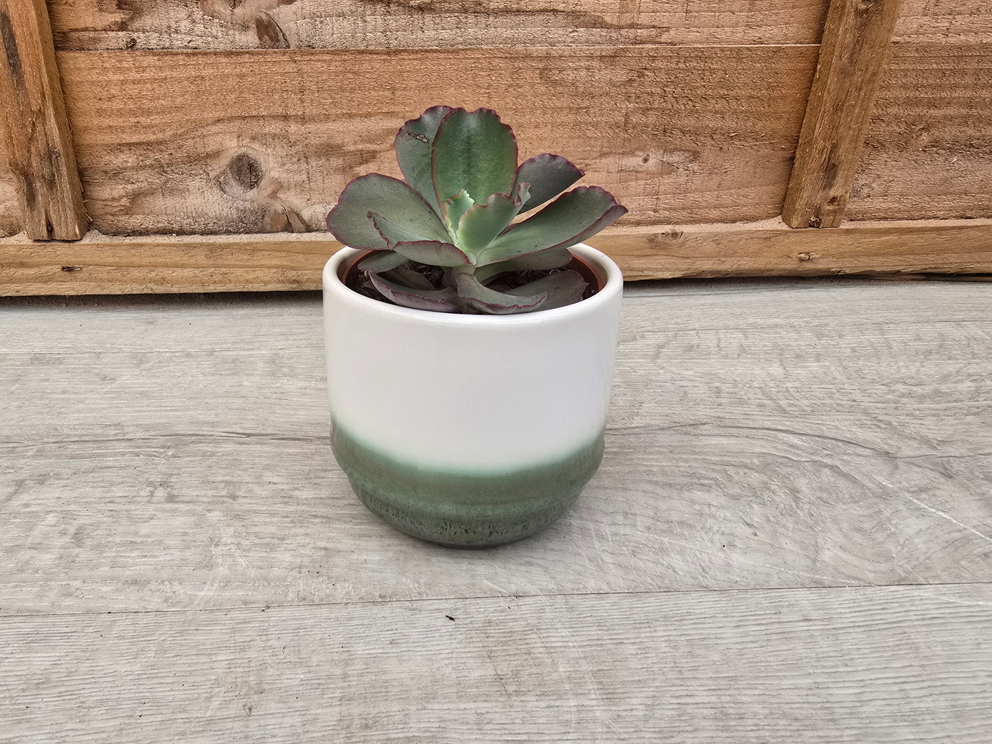 8.5cm Misty Sea Suez Decorative Pot with Drop-In Succulent