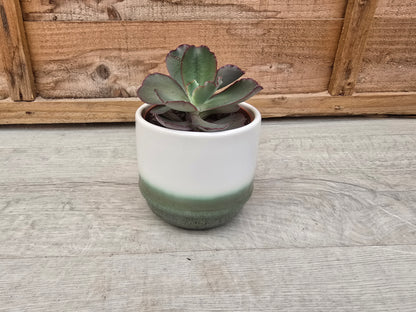 8.5cm Misty Sea Suez Decorative Pot with Drop-In Succulent