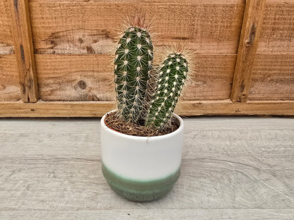 8.5cm Misty Sea Suez Decorative Pot with Drop-In Cactus