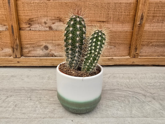 8.5cm Misty Sea Suez Decorative Pot with Drop-In Cactus