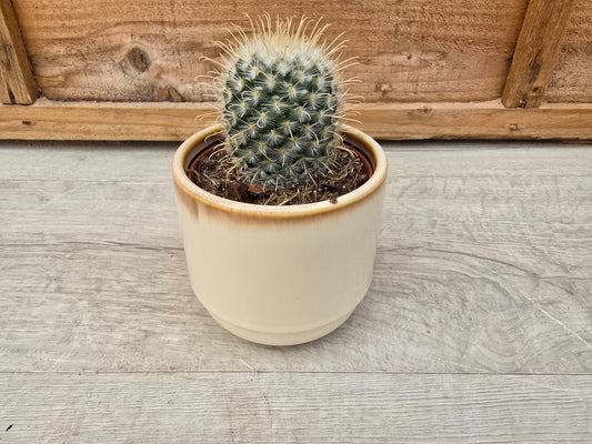 8.5cm Cappuccino Suez Decorative Pot with Drop-In Cactus