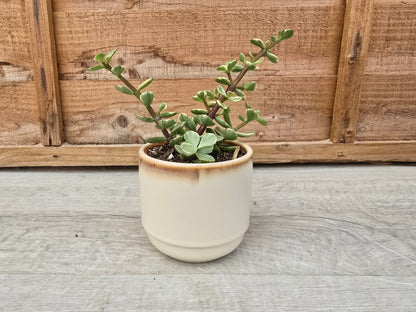 8.5cm Cappuccino Suez Decorative Pot with Drop-In Succulent