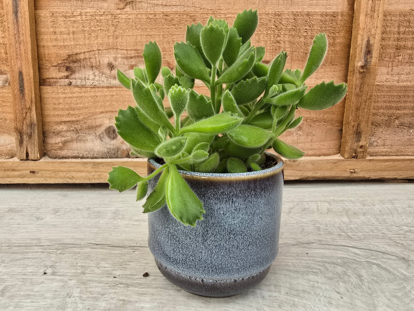 8.5cm Thunder Blue Suez Decorative Pot with Drop-In Succulent