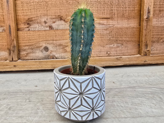 5.5cm White Star Pot with Drop-In Cactus