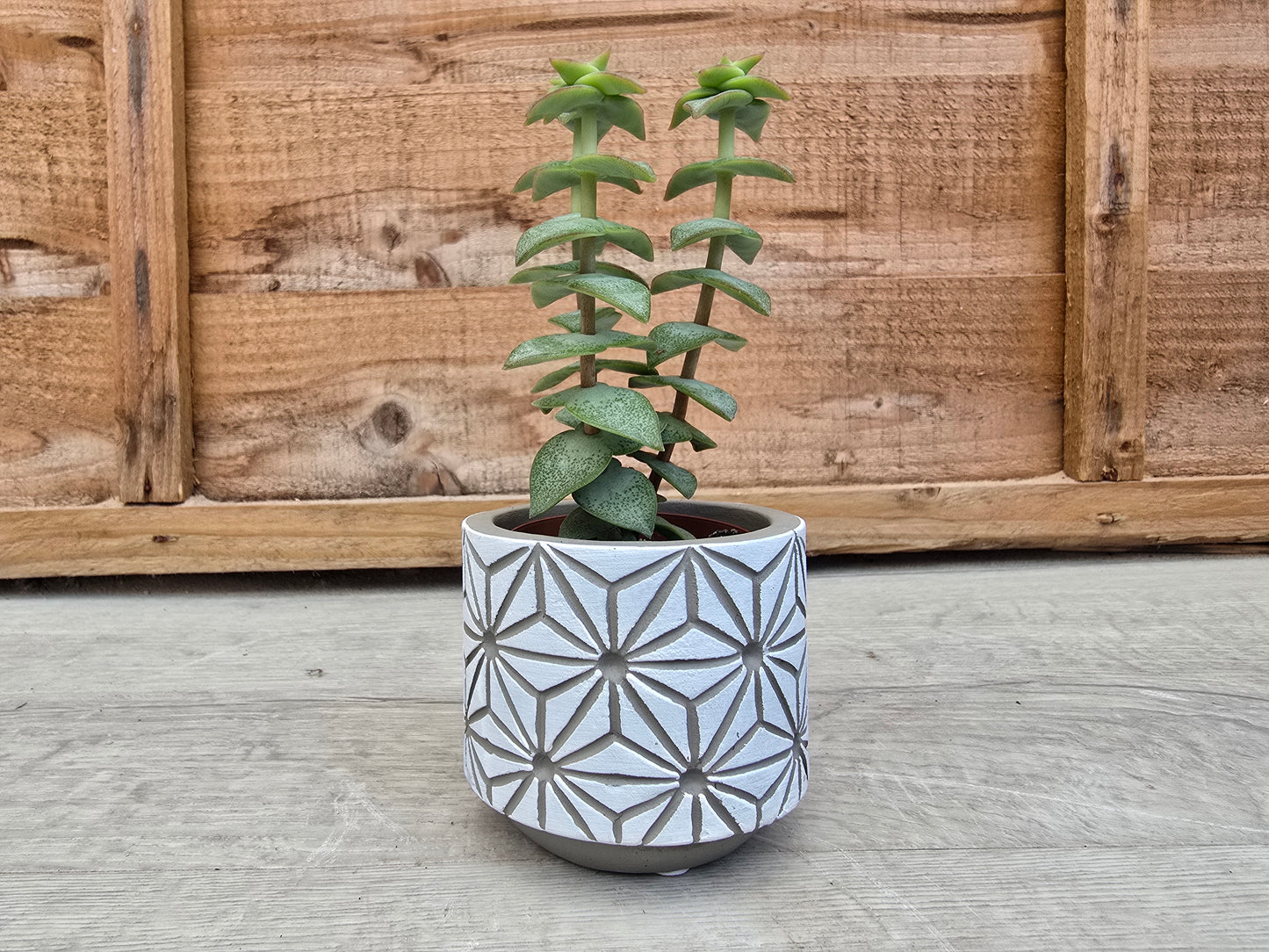 5.5cm White Star Pot with Drop-In Succulent