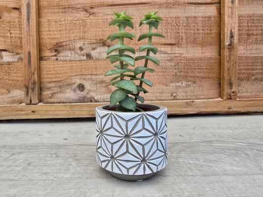 5.5cm White Star Pot with Drop-In Succulent