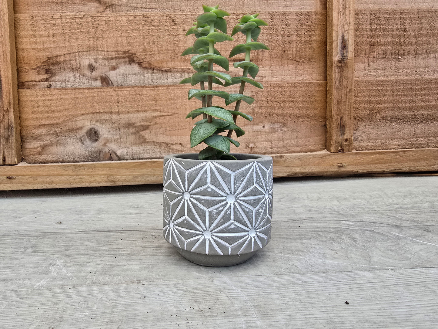 5.5cm Grey Star Pot with Drop-In Succulent