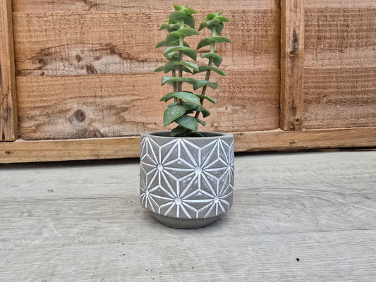 5.5cm Grey Star Pot with Drop-In Succulent