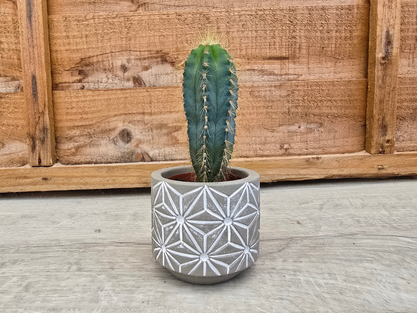 5.5cm Grey Star Pot with Drop-In Cactus