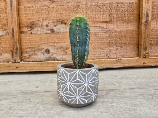 5.5cm Grey Star Pot with Drop-In Cactus