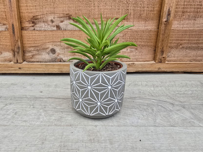 8.5cm Grey Star Pot with Drop-In Succulent