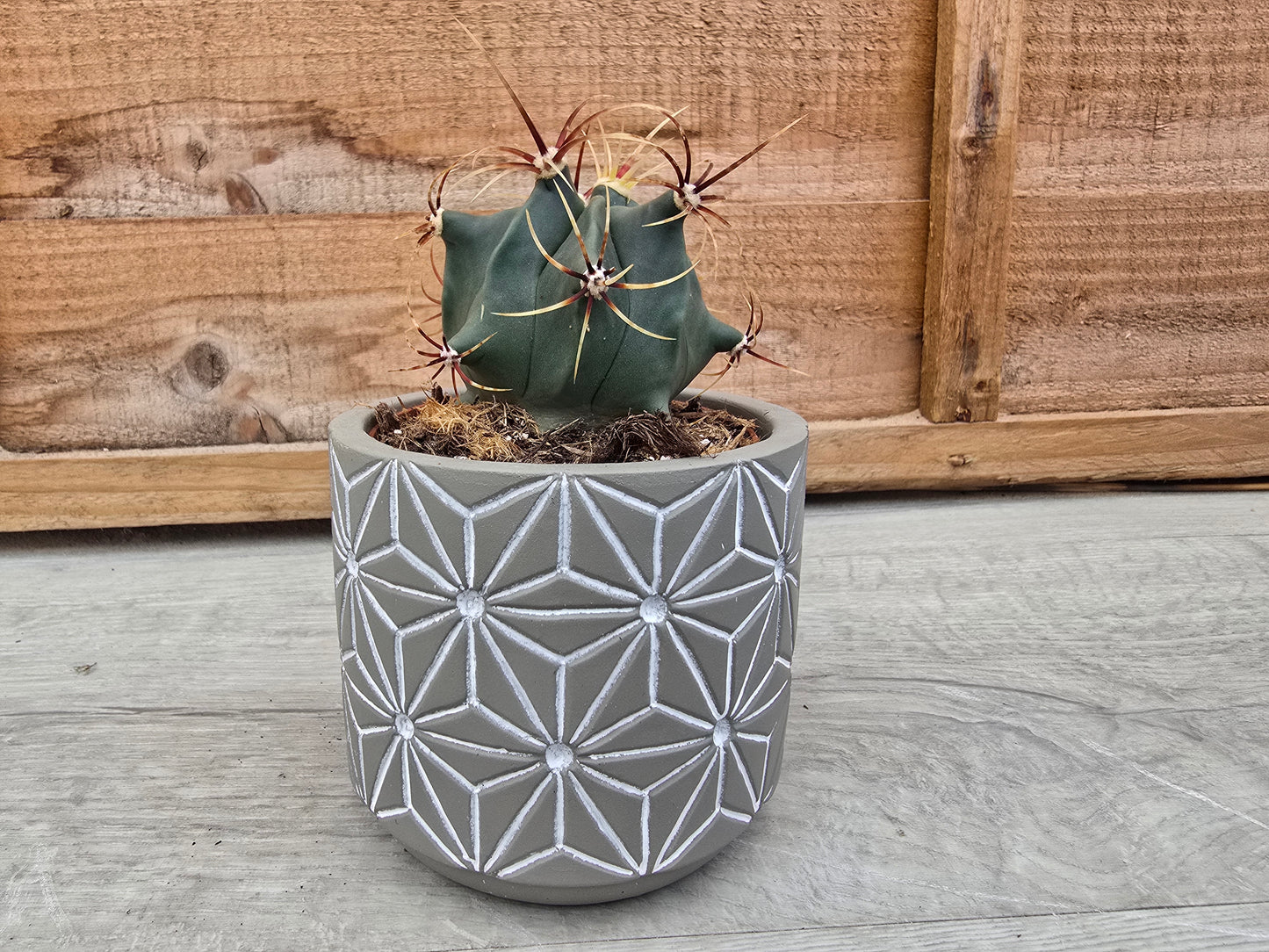 8.5cm Grey Star Pot with Drop-In Cactus