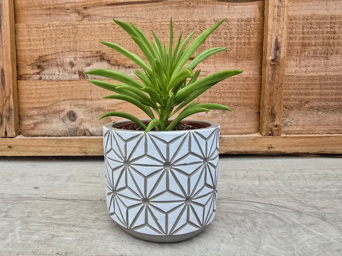 8.5cm White Star Pot with Drop-In Succulent