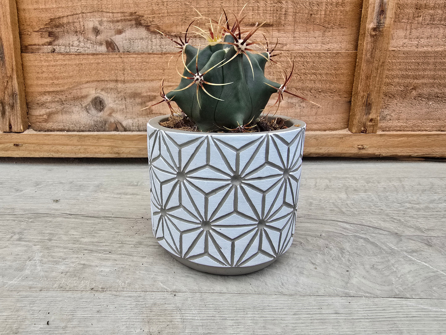 8.5cm White Star Pot with Drop-In Cactus